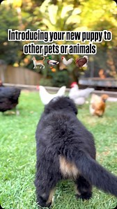 Too many times in puppy class the question I get is “how do I stop the puppy from chasing the cat” 🐈‍⬛ Or my puppy is just staring at the chickens through the wire or the coop. During this imprinting stage you can prevent problems simply by managing how you allow the interactions. #puppy #newpuppy #puppytrainingtips #newpuppyparents #amyspuppypreschool | Amy's Puppy Pre School