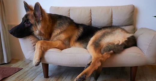 King Shepherd vs Shiloh Shepherd