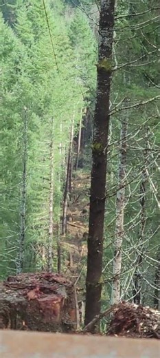 There in a different zip code.#pnw #logging #logginglife #woods #bluecollarlogger #livingthedream