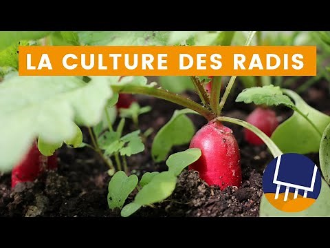Comment cultiver des radis facilement : étapes simples pour une récolte abondante