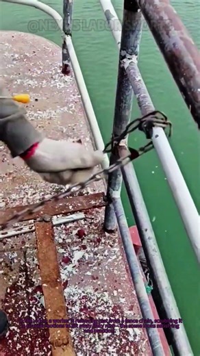 Pro Tip for Fence Rust Removal! 🛠️ Clean Chains Safely & Easily