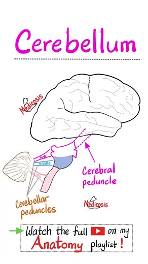 Cerebellum - Hindbrain - Peduncle - Midbrain, Pons, Medulla - Neuroanatomy..#anatomy #nurse #doctor #physiology #medical | Medicosis Perfectionalis