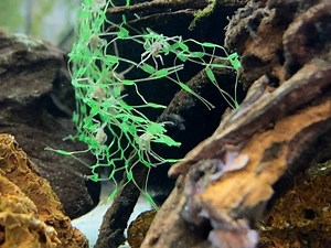 2.6K views · 69 reactions | Thai #MicroCrab - Limnopilos naiyanetri...