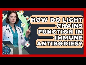 How Do Light Chains Function In Immune Antibodies? - All About the Immune System