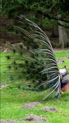 #peacock #peacocks #peacockdance #peacockcall #peacocksound #wildlife #nature