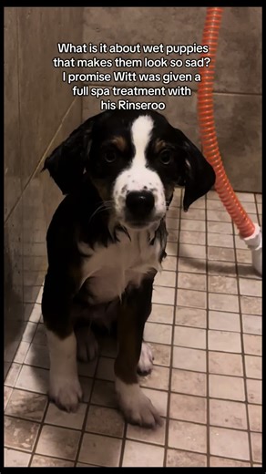Spa Treatment for Sad-Looking Wet Puppies