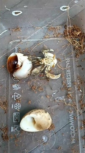 Kelomang: Sang Anomura yang Tak Mempunyai Rumah Abadi #shorts #video #animals