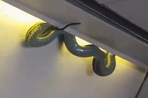 Actual snake on a plane scares flight into emergency landing