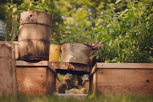 has anyone used a bathtub as a duck pond???