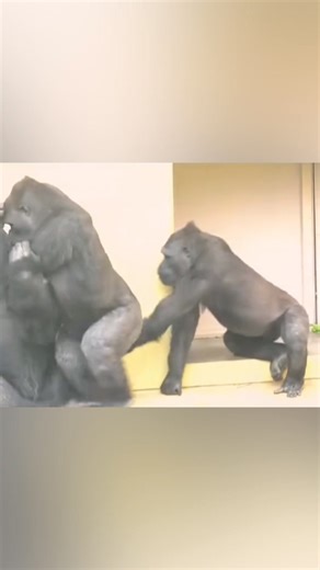 9.7M views · 190K reactions | Playful Papa: Gorilla Dad's Fun Time with the Kids 殺轢殺 #gorilla #viralreelsシ #Amazing #family #playtime | Gorilla Channel | Facebook