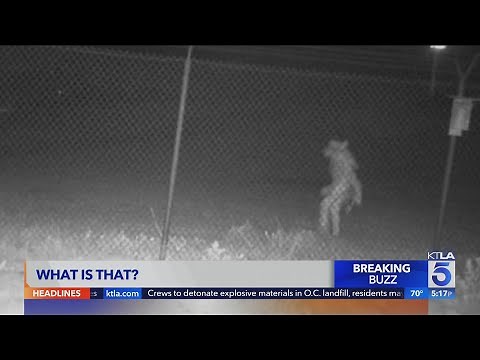 Mystery "Wolfman" creature caught on camera outside Amarillo Zoo