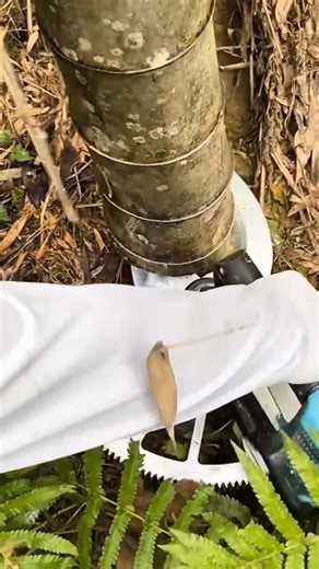 cutting the bamboo tree trunk manually using a small white gear machine tool