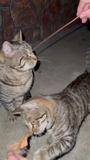 🌟 PLAYING WITH LEAF: Barsik and Pixie❓ Funny cat moments. #bravetom #funnycats #cats #CartoonEraMind