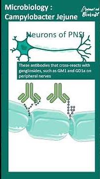 Campylobacter Jejuni pathogenesis | Animated biology with Arpan