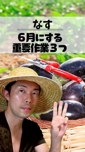 【6月のナス】夏じゅう大収穫！3つの管理ポイント #家庭菜園 #家庭菜園初心者 #夏野菜