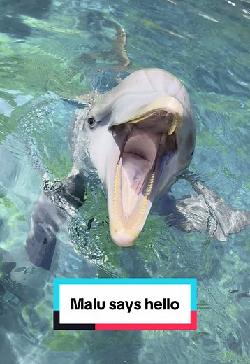 Meet Malu the Dolphin: A Heartwarming Hello