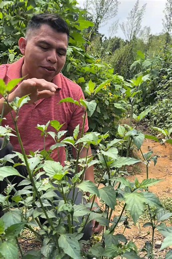 El Maak’uy: La hierba comestible de la tradición campesina