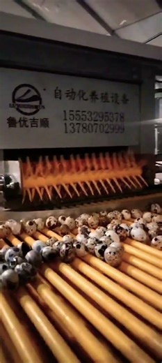 #farming #full automatic quail cage with automatic egg collection system