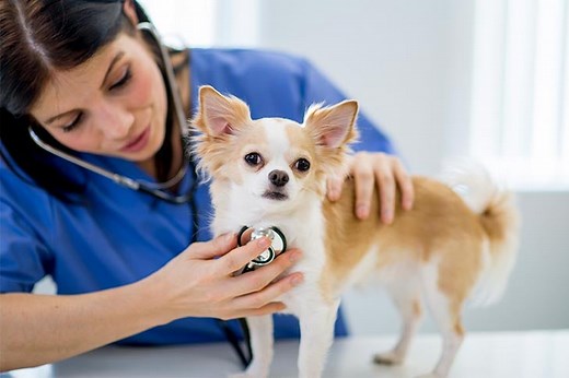 Levothyroxine for Dogs: Uses, Side Effects, and Dose Monitoring