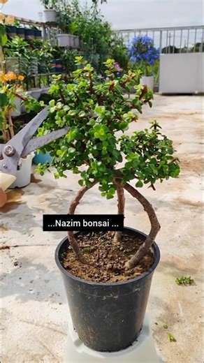 aluminum wire is used for fixing Once the branches have taken shape the aluminum wire is removed