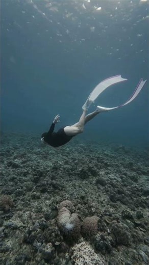Freediving with the jacks in Binukbok Bauan Batangas #agosfreedivingph