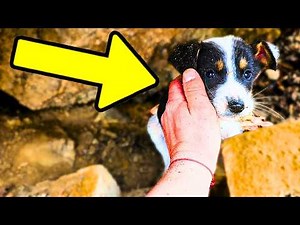 Scared Puppy Changes Completely After Being Rescued