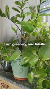 Give your plants more than just water! 🌿💧 Green Diet delivers complete nutrition with 17 essential nutrients & 60 growth promoters for stronger roots, healthier leaves, and rapid growth—all with just one easy spray a week. 🌱✨ Try it today! ✅17 Essential nutrients ✅60 plant growth promoters ✅Balanced blend of macro & micronutrients ✅Easy to use | IFFCO Urban Gardens