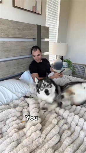 1.9K views · 42 reactions | Having a caffeine delivery system is all i can ask for… _fix_002 #dogsoftiktok #dog #dogsoftiktokviral #husky #dogs #huskies #goldenretriever | Diane Chaney | Facebook