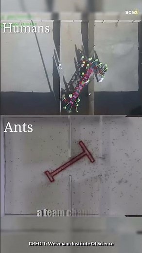 Ants Outsmart Humans in Maze