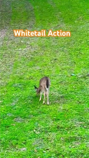 🦌👀 Mack Attack’s Whitetail Deer Watching Series 🌲😎#deerseason