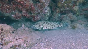 Isolated Spotted Greasy grouper (Epinephelus tauvina) Hidding under Coral Reef - Underwater