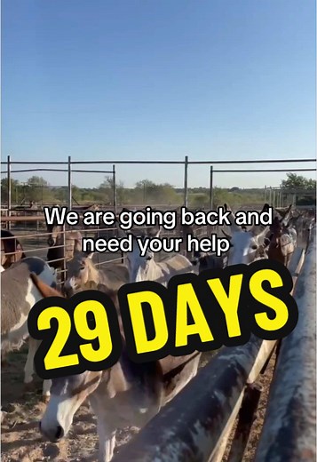 Help Rescue Horses from Auction and Abuse