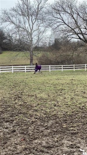 Ex-Racehorse Creates Own Track for Fun