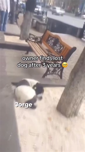 Echoed time on Instagram: "Jorge, a dog from Tbilisi, Georgia, was reunited with his owner, Giorgi Bereziani, after being missing for almost three years. Jorge vanished in 2015, and despite many searches, Giorgi could not find him. He continued to look, putting up flyers and asking people around the city if they had seen his dog. In 2018, workers at the Tbilisi Opera House noticed a stray dog with an ear tag, showing it had been vaccinated and released by animal control. They contacted Giorgi, w