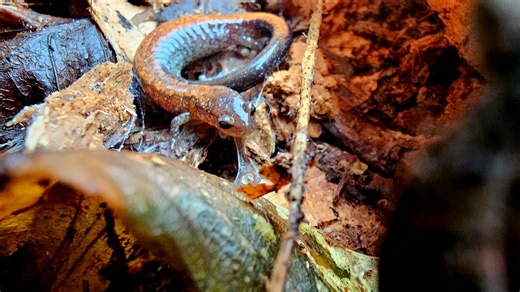 The Eastern red-backed salamander is back in Ohio. More about them, Ohio's endangered amphibians