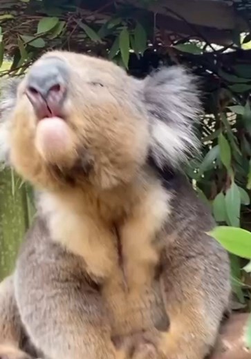 Koala Sounds: The Unique Bellowing of Australian Wildlife