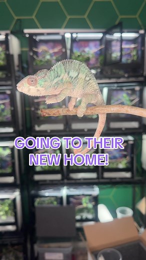 Baby Chameleon’s Journey to a New Home