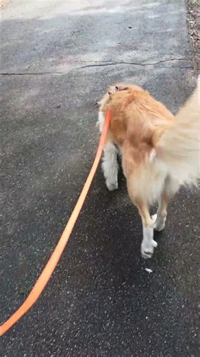 Charlie, a 4 year old male Rough Collie and Great Pyrenees Mix