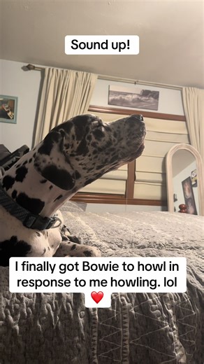 Bowie the Great Dane Howls Back!