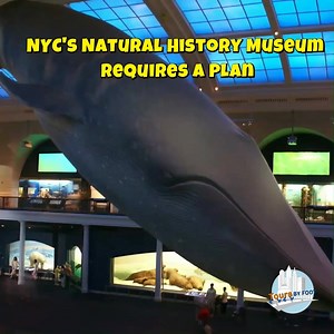 A quick tip from Katie, a tour guide with us, Tours by Foot NYC, to make your visit to the Natural History Museum as efficient as possible. Watch her full video on planning tips for the museum here https://www.facebook.com/watch/?v=398581358272507. #NYCMuseums #nyctips | Tours by Foot - New York City