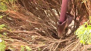 187K views · 2.3K reactions | A rare Voodoo Lily, or Corpse Flower, is discovered outside a home in South Charleston.  DETAILS: https://bit.ly/4bggDzI | WCHS Eyewitness News | Facebook