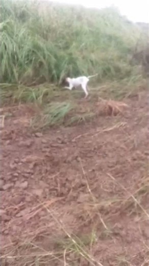 #english #pointer #dogtrainer #viralshort #youtubeshorts