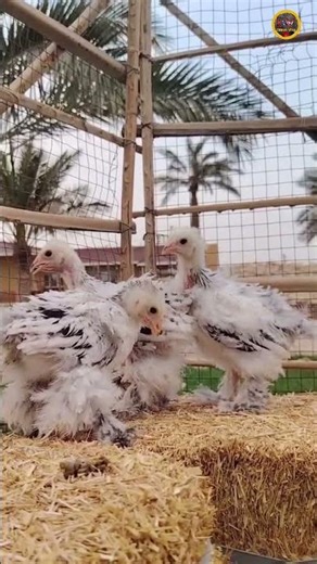 Brahma chicken for sale👌 #rooster #shorts #ytshort #chickenshort #short #shortvideo