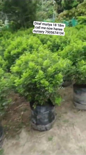 diraf muriya loading rajsthan call me now hanee nursery wholesale plant available in #gardening