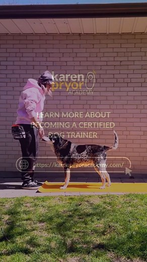 Unlock the path to success as a dog trainer with Karen Pryor Academy’s Dog Trainer Professional (DTP) education and certification program. Our program is based on the most up-to-date behavior science and modern training and teaching practices. It covers both the science and the practice of dog training, behavior change, client teaching, problem-solving, and business management. Whether you're changing careers or enhancing your existing animal-care skill set, you’ll develop the skills and confide