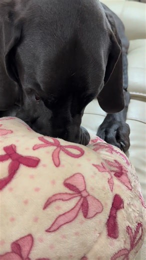 Joe is very sleepy he’s even snoring #doglife #GreatDane #BigDog | Larry_the_great_dane