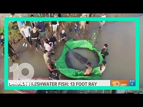 13 feet, 660 pounds: Record-breaking stingray caught in Cambodia