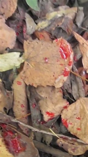 Swhackers Razor #252 always gets the job done! #deer #hunting #bowhunting #huntinseason #bowhunt