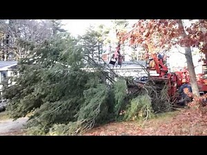 Giant pine tree removal