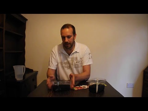 How to sow Wallflowers and Sweet William seeds